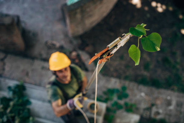 Best Tree Pruning Services  in , RI